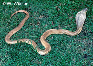 Naja kaouthia  ( Monocellate Cobra )  [ Original photo copyright © Dr Wolfgang Wuster ]