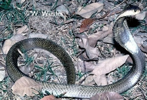 Naja siamensis  ( Thai Spitting Cobra )  [ Original photo copyright © Dr Wolfgang Wuster ]