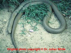 Pseudonaja textilis  ( Eastern Brown Snake )  [ Original photo copyright © Dr Julian White ]