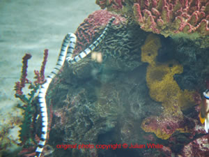 Laticauda colubrina ( Yellow lipped Sea Krait )  [ Original photo copyright © Dr Julian White ]