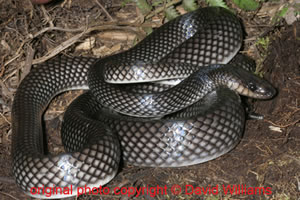 Slaty-grey Snake (Stegonotus cucullatus), Slaty-grey snake …